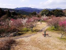 八木山花木園の梅