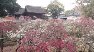 道明寺天満宮 梅まつり