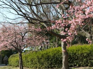 花博記念公園鶴見緑地の桜
