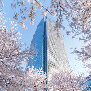 東京ミッドタウンの桜