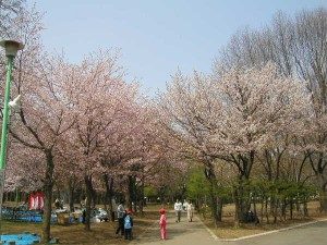 円山公園の桜