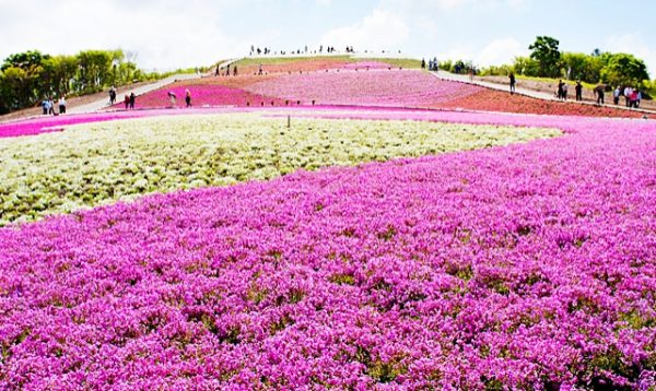 21茶臼山高原 芝桜まつり の見どころを徹底解説 開花状況や混雑状況なども要チェック Plan