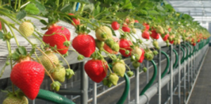 PRポイント | あまおうもあるよ！福岡県のイチゴ狩り｜らいおん果実園
