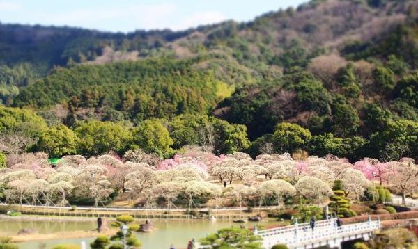 南楽園梅まつり22 の見どころを徹底解説 梅の見頃 周辺のおすすめ飲食店なども要チェック Plan